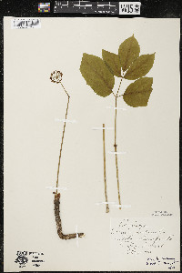 Aralia nudicaulis image