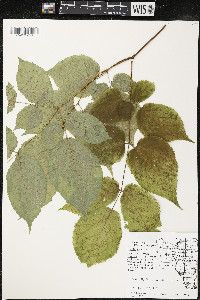 Aralia racemosa image