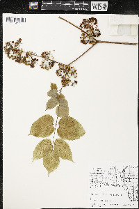 Aralia racemosa image