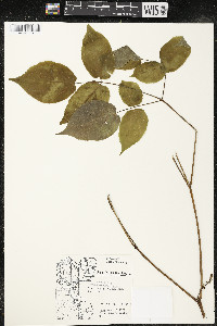 Aralia racemosa image