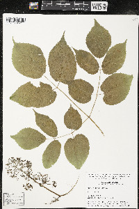 Aralia racemosa image