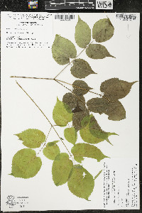 Aralia racemosa image