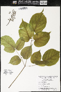 Aralia racemosa image