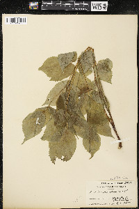 Aralia racemosa image