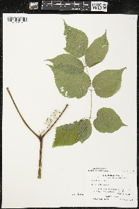 Aralia racemosa image