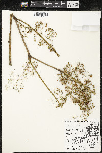 Aralia racemosa image