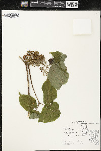 Aralia racemosa image
