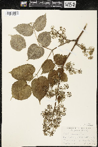 Aralia racemosa image