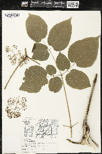 Aralia racemosa image