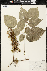 Aralia racemosa image