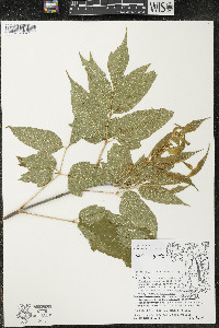 Acer negundo var. negundo image