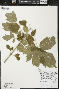 Acer negundo var. negundo image