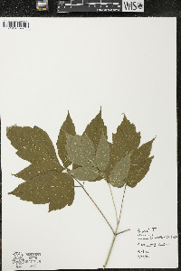 Acer negundo var. negundo image