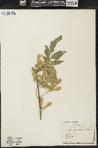 Acer negundo var. negundo image