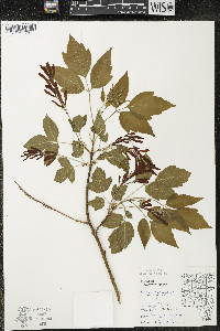 Acer negundo var. negundo image