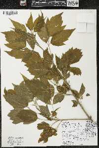 Acer negundo var. negundo image