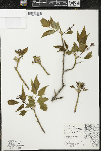 Acer negundo var. negundo image