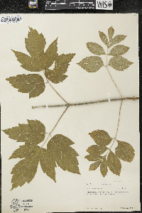 Acer negundo var. negundo image