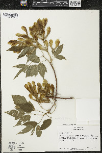 Acer negundo var. negundo image