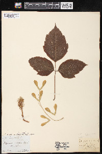 Acer negundo var. violaceum image