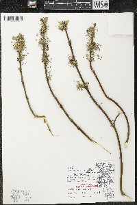 Acer negundo var. violaceum image