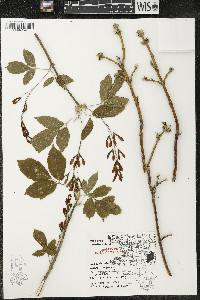 Acer negundo var. violaceum image