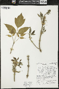 Acer negundo var. violaceum image