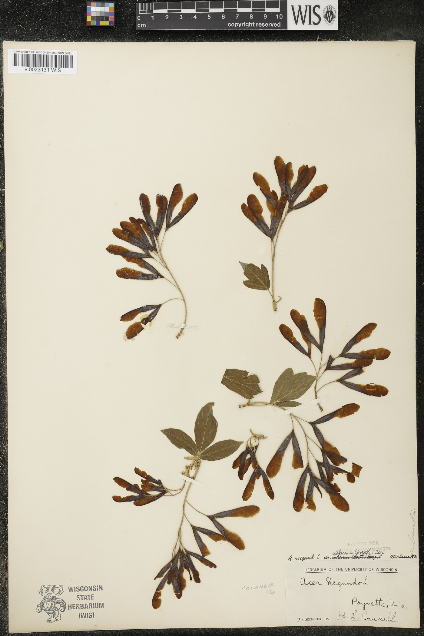 Acer negundo var. violaceum image