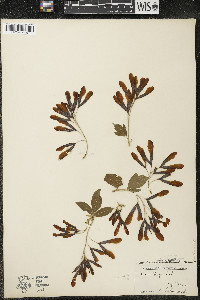 Acer negundo var. violaceum image