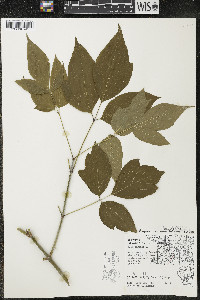 Acer negundo var. violaceum image