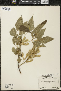 Acer negundo var. violaceum image