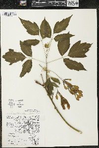 Acer negundo var. violaceum image