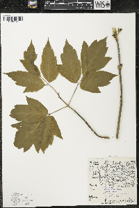 Acer negundo var. violaceum image