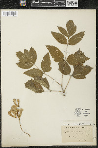 Acer negundo var. violaceum image