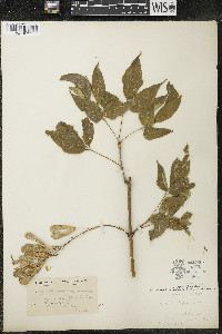Acer negundo var. violaceum image