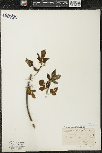 Acer negundo var. violaceum image