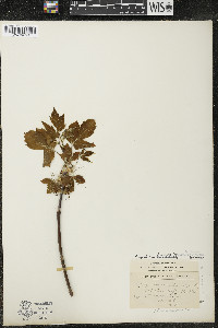 Acer negundo var. violaceum image
