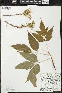 Acer negundo var. violaceum image