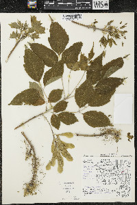 Acer negundo var. violaceum image