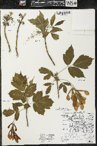 Acer negundo var. violaceum image