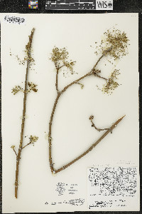 Acer negundo var. violaceum image