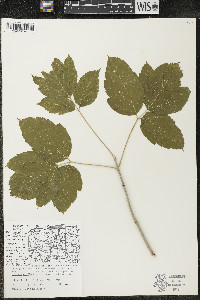 Acer negundo var. violaceum image