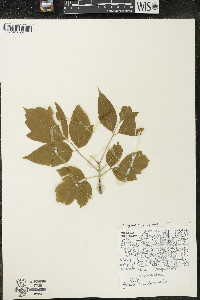Acer negundo var. negundo image