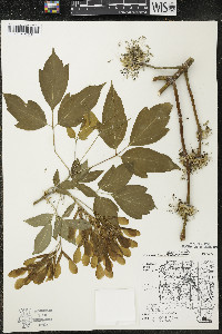 Acer negundo var. violaceum image