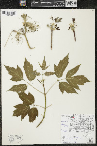 Acer negundo var. violaceum image