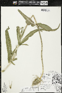 Dipsacus fullonum image