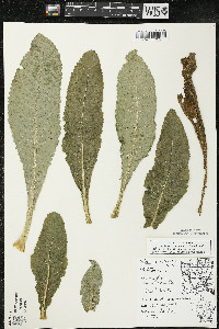 Dipsacus fullonum image