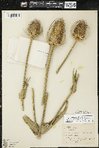 Dipsacus fullonum image