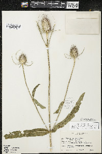 Dipsacus fullonum image