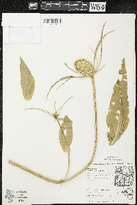 Dipsacus fullonum image